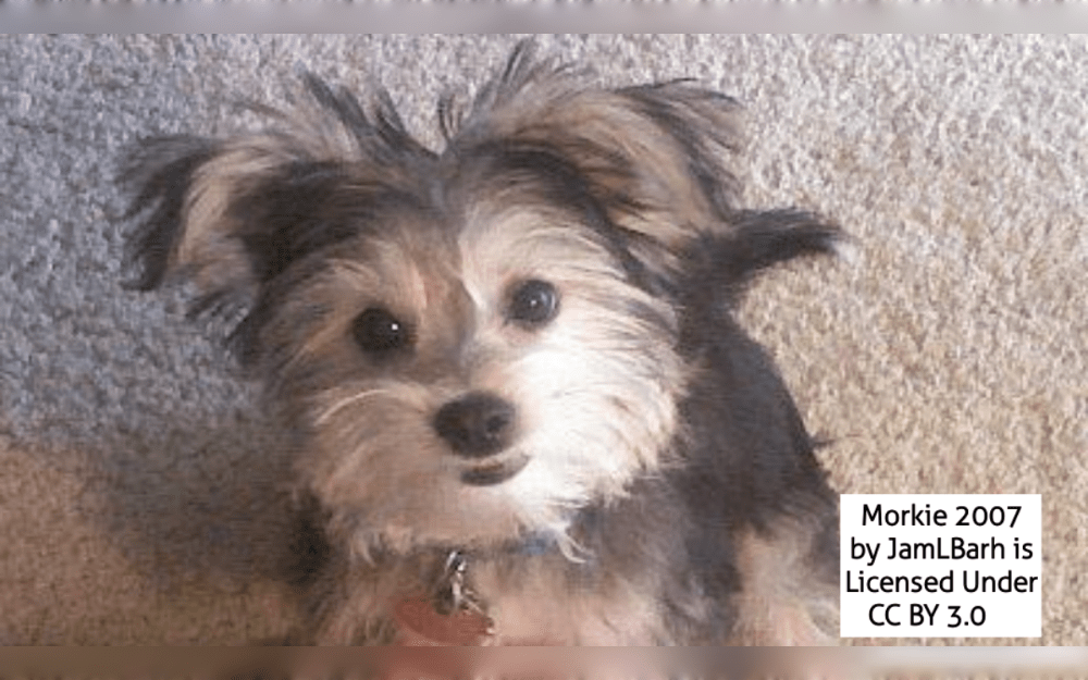 A hybrid between a Yorkshire Terrier or Yorkie and a Maltese is called a Morkie also known as the Morkshire Terrier.This hybrid is extremely friendly and affectionate.