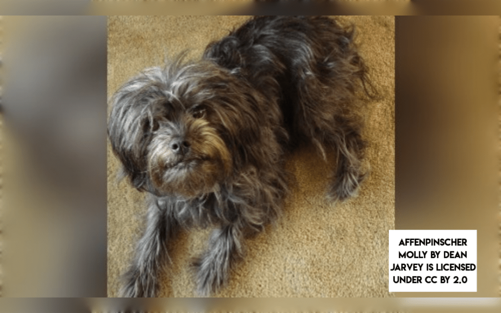 The Affenpinscher is a small dog breed that weighs 7 to 10 pounds or 3 to 4 kilograms and is 9 to 12 inches tall. Their coat might be black, red, silver or grey.The average lifespan of an Affenpinscher is 12 to 15 years.