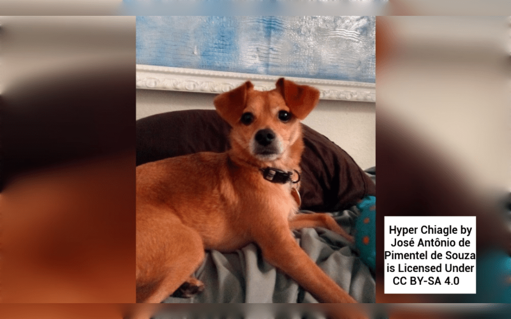 The  Cheagle is a hybrid of the Beagle and Chihuahua dog breeds.Cheagles often have short, glossy coats that are a mix of cream, black, brown, and white.They are 9 to 14 inches tall and weigh between 9 and 20 pounds (4 and 9 kg),lifespan 10 to 16 years.