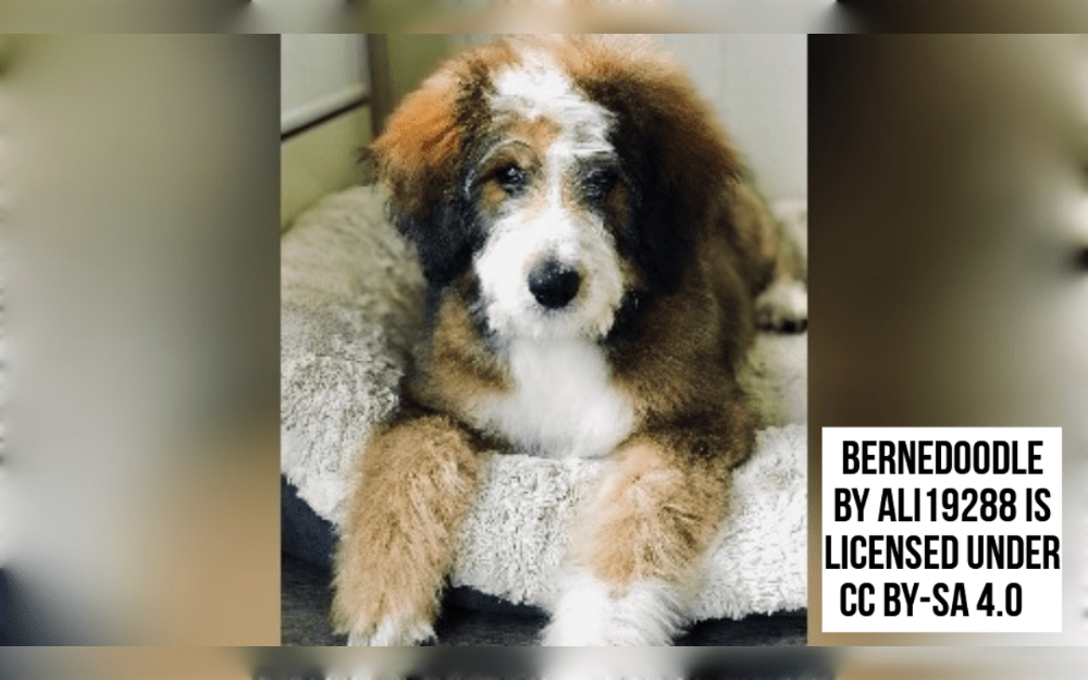 The Bernedoodle is a hybrid between a Poodle and a Bernese Mountain Dog.Bernedoodles are usually categorized as standard, miniature, or small based on their size.