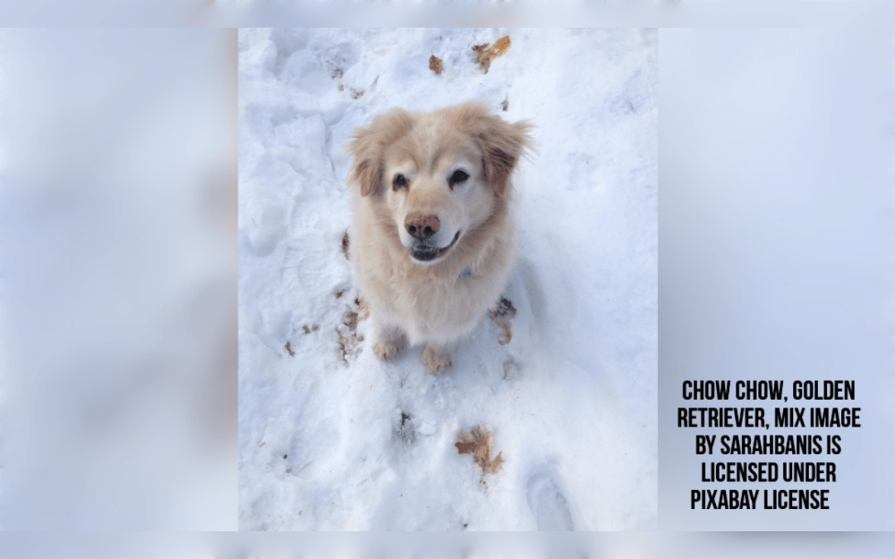 A hybrid breed known as the Golden Chow Retriever was developed from the combination of the Golden Retriever and the Chow Chow.The typical Golden Chow Retriever is between 51 and 63.5 centimeters in length and weighs between 22.5 and 34 kg,average lifespan 10 to 14 years.