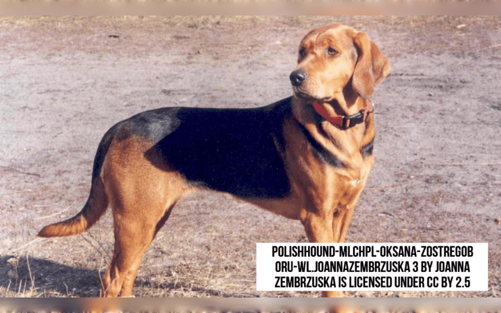 The Polish Hound is a medium-to-large dog.Females are slightly smaller, measuring roughly 55-60 cm or 22-24 inches while males measure 55-65 cm or 22-26". Weight should be between 20 and 32 kg or 44 and 70.5 lb which is proportionate to height, lifespan 12 to 14 years.