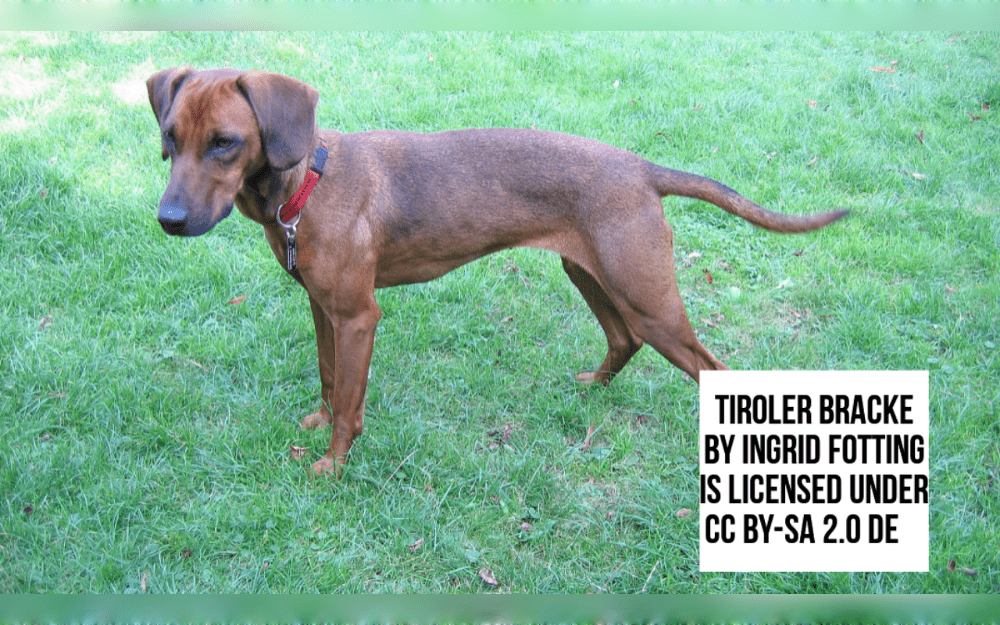 Originally from Austria, the Tyrolean Hound is a beautiful breed of scent hound.Wide ears and a strong, compact physique are characteristics of the Tyrolean Hound, a medium-sized scenting dog that can be red, black and tan, or tricolored.