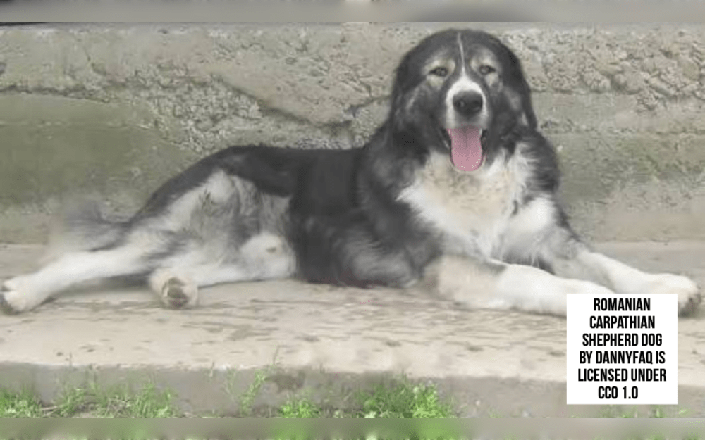 An natural protector, Romanian Carpathian Shepherd dogs are brave and loyal to their owner.The Romanian Carpathian Shepherd is a massive, gray wolf-like dog with double coats that is incredibly muscular and nimble.They are extremely efficient working dogs, mainly use to protect herds.