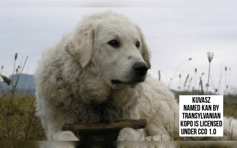 Originating in ancient Hungary, the Kuvasz used to safeguard livestock like cattle, sheep, and horses, the Kuvasz is an old guardian dog.Large and strong, Kuvasz dogs have a thick, snow-white double coat.