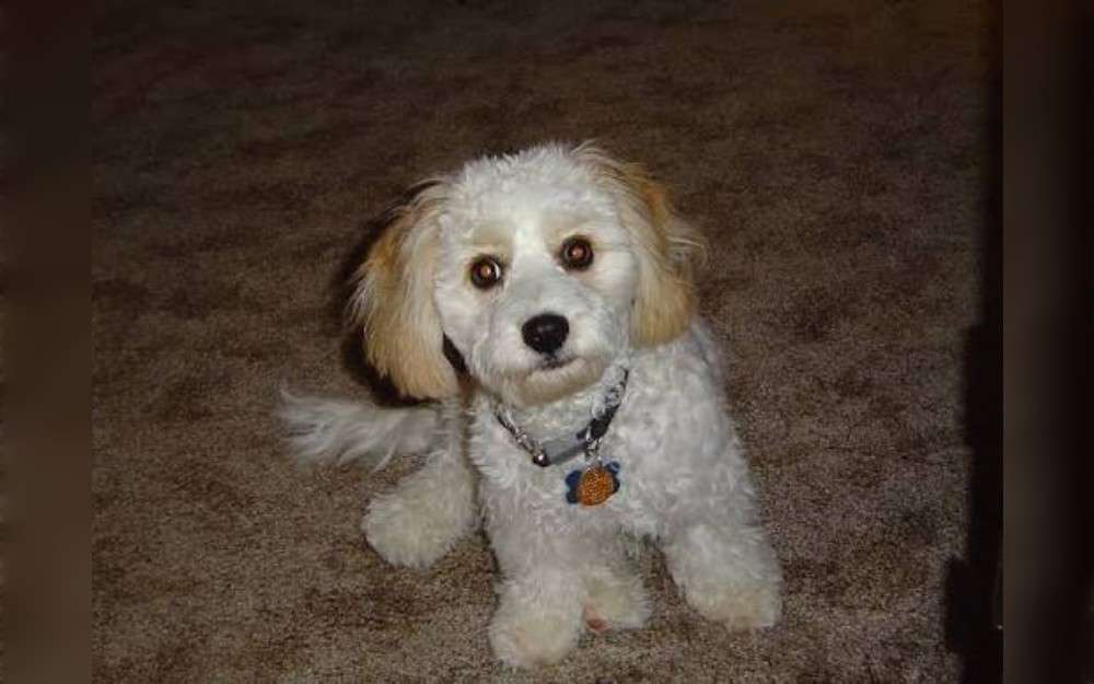 A Bichon Frise and a Cavalier King Charles Spaniel were crossed to create a small designer dog breed known as the Cavachon.Cavachons are loyal, and cute pets who stand out for their distinctive looks.