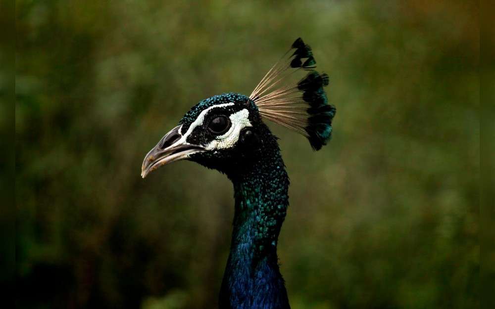 Authorities say a man on the Gulf Coast of Florida killed, roasted, and consumed two of his pet peacocks, leading to charges of animal cruelty. 
