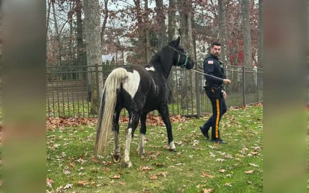 On November 21 morning, Monroe Township police department in Gloucester County, New Jersey, United States, went on a frantic chase for a loose horse. 