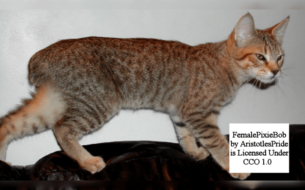 The Pixie-bob is a medium-sized to large-sized, brawny, muscular cat breed that resemble miniature version of wild Coastal Red Bobcat found in the Pacific Northwest's highlands.They stand out by their tufted ears, spotted coat, and bobbed tail.