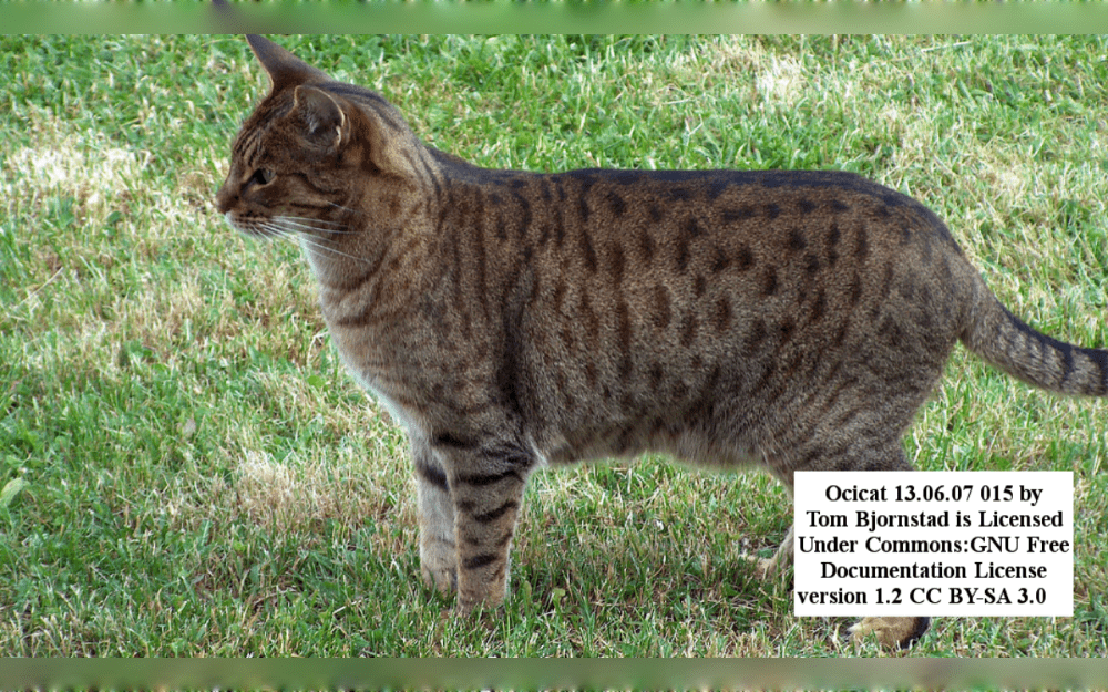 Medium to large sized Ocicat cats have a robust, muscular build, almond-shaped eyes, and an athletic physique. Some even have a tail tip that is black.