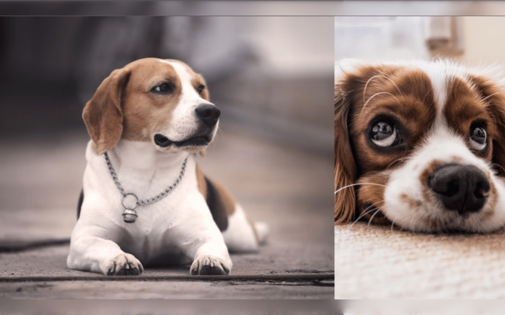 The Beaglier is an hybrid between Beagle and Cavalier King Charles Spaniel.Beagliers are adorable, smart, and active small to medium-sized dogs that are perfect for families with children.