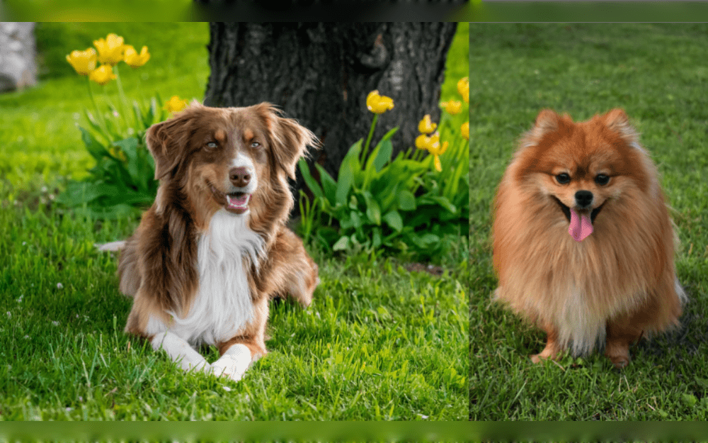 Aussiepom is a  hybrid breed between Australian Shepherd with Pomeranian.Though small this designer breed is energetic and love their humans.