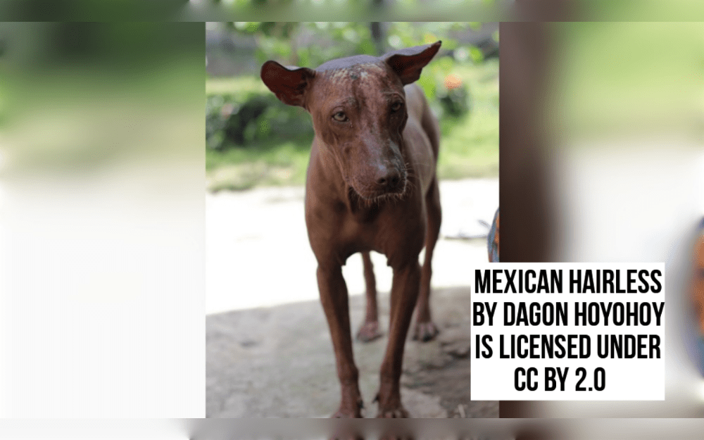 The Xoloitzcuintli, also known as the Mexican Hairless Dog, is available in three different sizes: toy, miniature, and standard, along with hairless and coated variations.