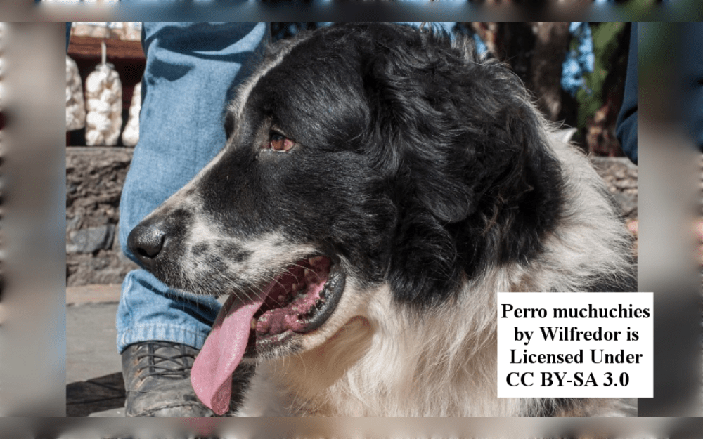 The native dog breed of Venezuela is called Mucuchies, after the town of Mucuchíes.Mucuchies are loyal, independent and brave, making them great guard dogs. The Mucuchies dog breed builds a close bond with it's humans.