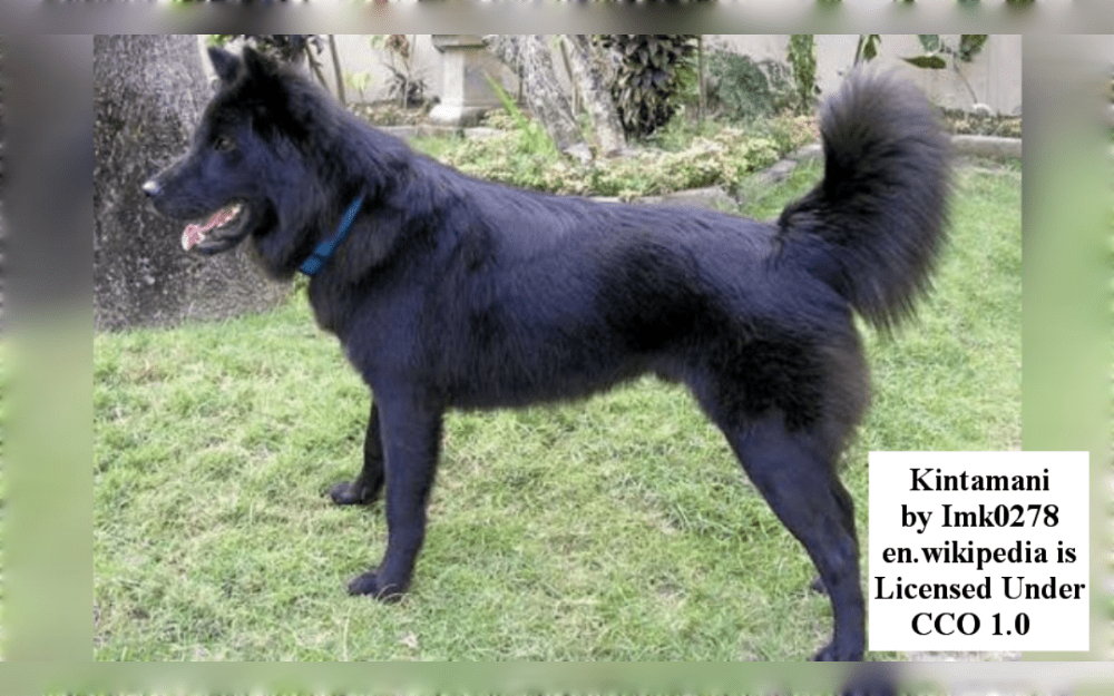 The Kintamani dog originated in Bali's Kintamani Highlands.According to genetic analysis, Australian dingoes and Bali street dogs are related to kintamini.