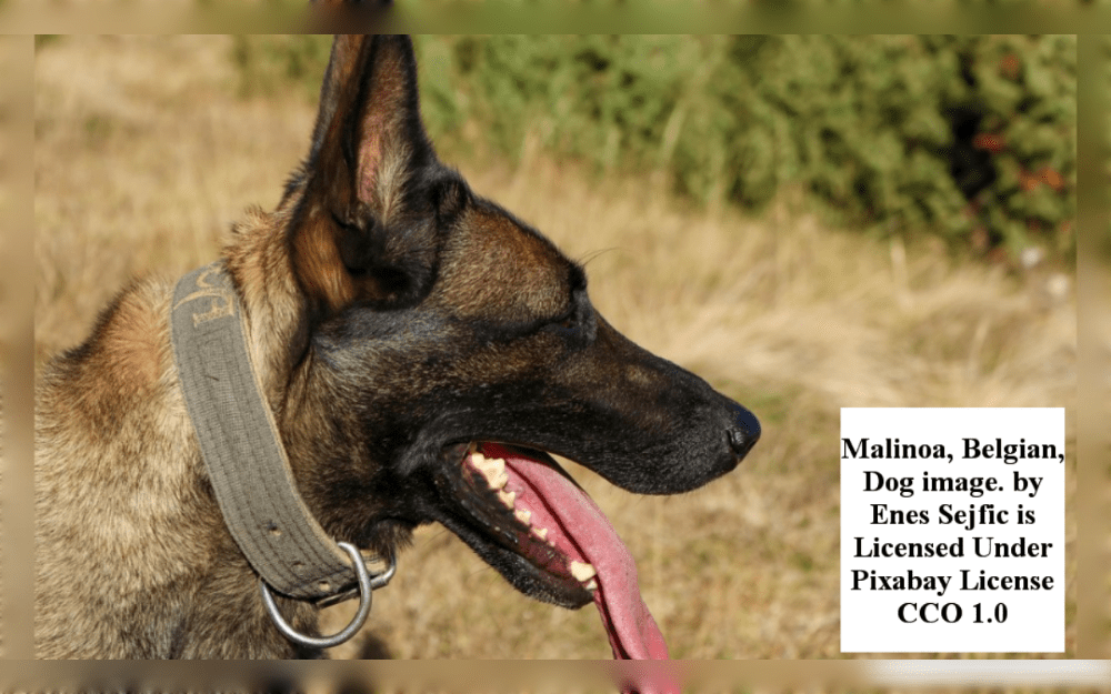 The Belgian Malinois is a powerful working dog breed that originated in Belgium. Malinois are short-haired and usually, the colors are Red, mahogany, fawn, or fawn sable with a black mask.