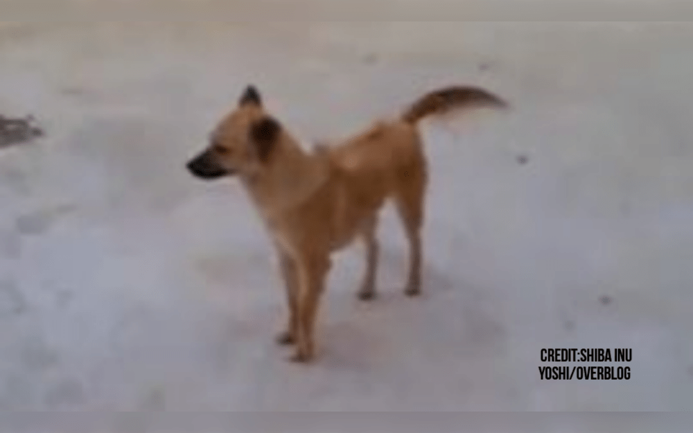 The breed known as the Cambodian Razorback is native to the Mekong River Valley in Cambodia.They are are strong, agile, and muscular dogs