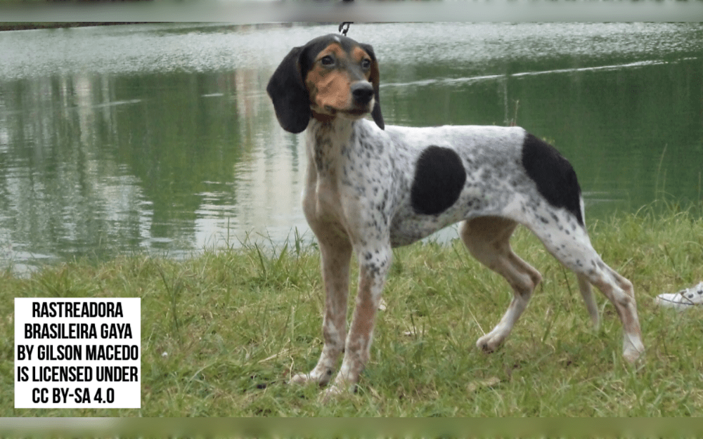 The Brazilian scent dog breed known as the Rastreador Brasileiro or Brazilian Tracker. They are The medium to large in size.The breed has a short, silky coat that can be bluish, brown, black, bicolored, or tricolored.