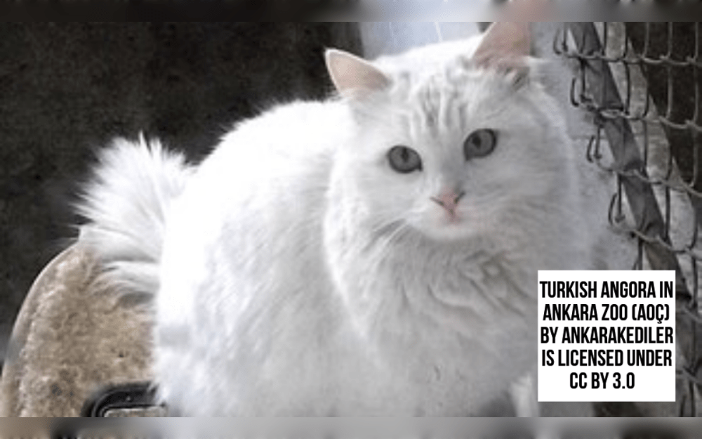 Turkish Angora cats are known for their silky coats and slim, agile bodies.Their semi-long coats come in a variety of colors mainly white but black, blue, cream, and red, along with different patterns and hues.