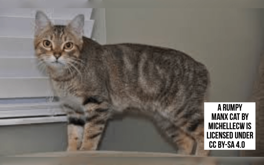 Manx an ancient tailless breed that orginated on the Isle of Man in the Irish Sea.But not all Manx cats are completely tailless.