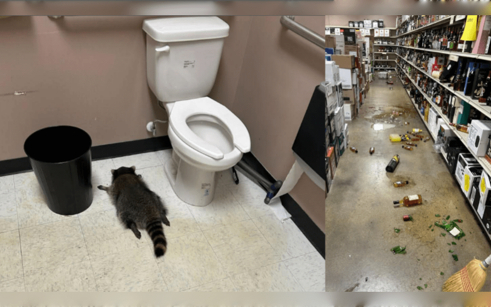 On November 29, early in the morning, a raccoon broke into a store through the ceiling. According to Virginia ABC, the cat caused damage to the security system, causing the security provider to issue a power outage warning.