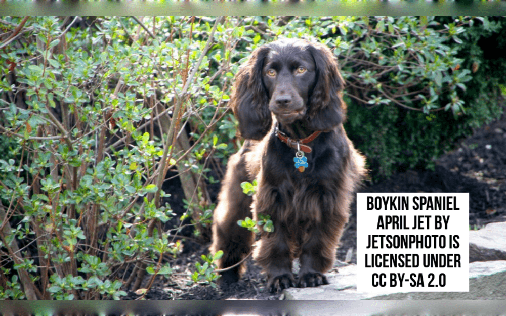The Boykin spaniel is a medium-sized brown dog with floppy, feathery and long  ears and solid liver brown coat with chocolate shades from light to very dark.