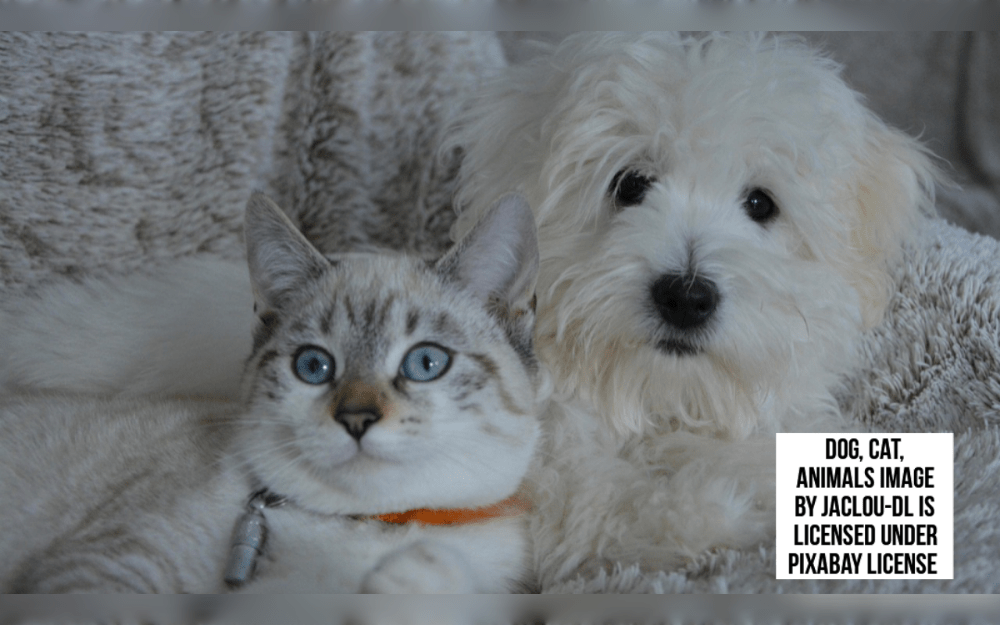 The market for dog grooming services is expanding due to rising pet health and cleanliness consciousness. Rising pet ownership rates and an increasing awareness of the advantages of routine grooming are driving this growth.