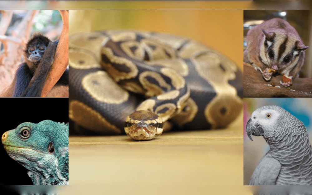 The global market for exotic pets is expected to increase at a compound annual growth rate (CAGR) of 7.3% from 2025 to 2030, from an estimated USD 1,652.7 million in 2024 to USD 2,489.0 million.With a revenue share of 50.27% in 2024, North America dominated the market.