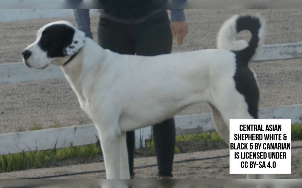 The Central Asian Shepherd (CAS) is a large, muscular dog that resembles a mastiff. There are two types of the dense coat: long and short.The colors of coats include fawn, brindle, white, gray, and black. These dogs usually have two or three colors including white and brindle markings.