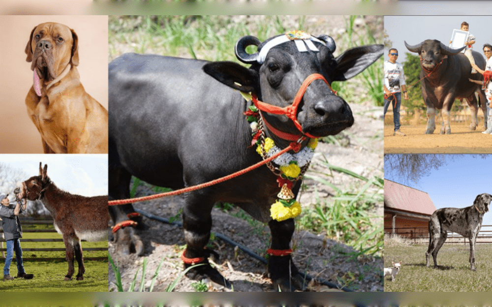 The world's tallest dog, a Great Dane named Reggie, and the shortest dog, a Chihuahua Pearl from the United States, first came together in April.Pearl is only 3.59 inches (9.14 cm) tall, while Reggie is 3 feet 3 inches (1.007 meters) to the withers.