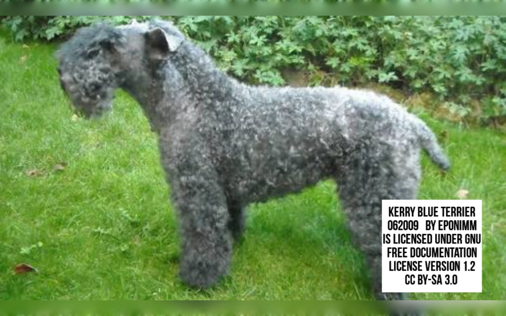 The Irish Blue Terrier, or Kerry Blue Terrier, is a breed that originated in Ireland's County Kerry.This dog breed is a compact, muscular, medium-sized dog.