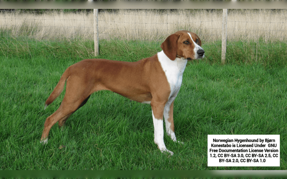 Originating in Norway, the Hygen Hound is a medium-sized short-coated scenthound breed.Hygen Hounds have short, straight, glossy coats that are either red-brown or yellow-red with black shading and occasionally white markings. 