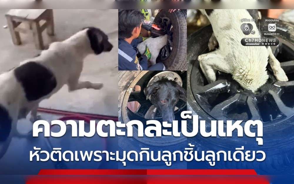 A dog whose head became struck in an automobile wheel rim was helped by Thai rescue workers.On January 22, a female dog's head got stuck in the rim of an automobile wheel. 