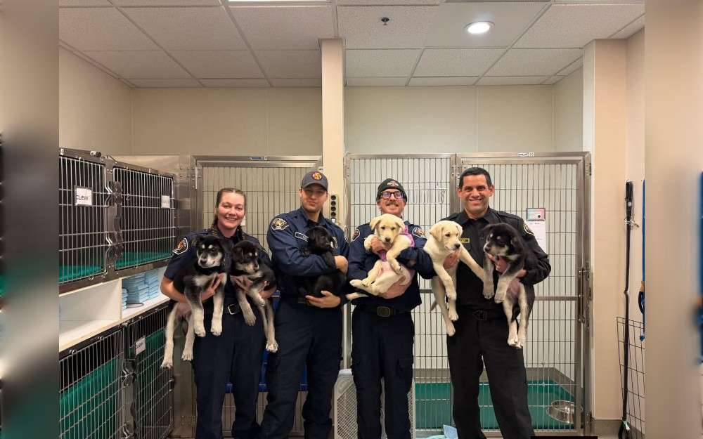 Puppies brought to the Sky Valley fire station in Gold Bar, Washington, United States, on January 11 may have overdosed on fentanyl, according to firefighters.