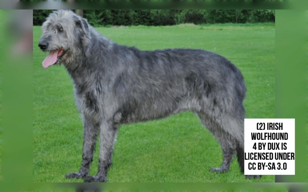 The Irish Wolfhound is the tallest dog breed known as the gentle giant of the dog world.The colors of the Irish Wolfhound dog breed's double coats include gray, brindle, fawn, black, white, and subtle tiger stripes.