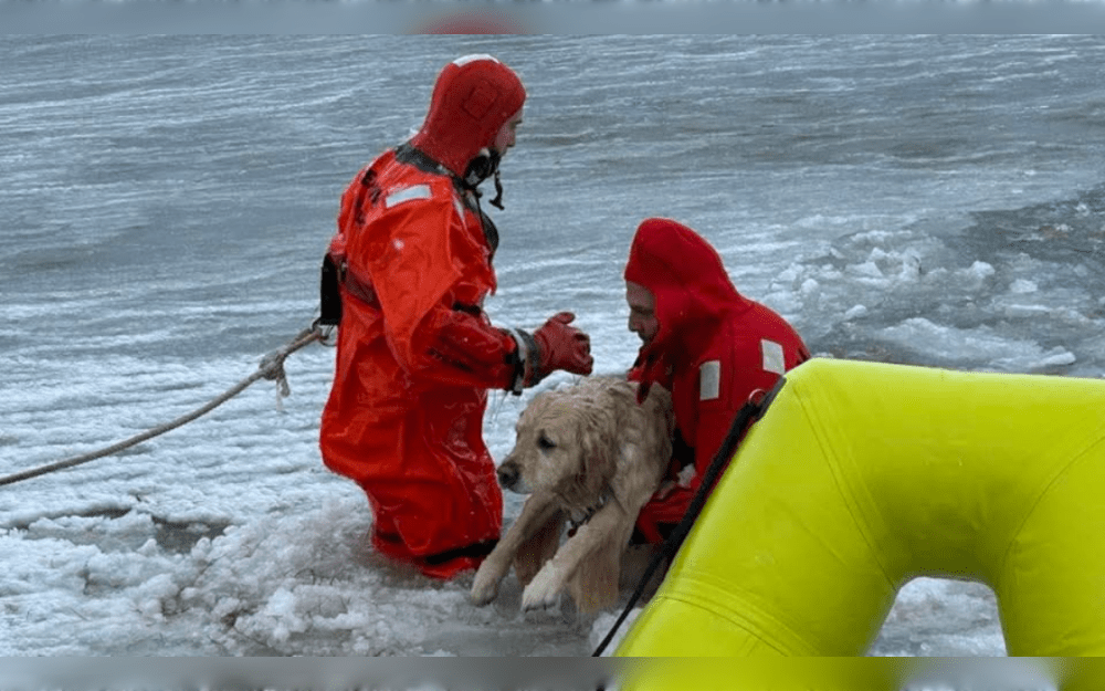 A dog that was walking with his owner in the morning recently strayed onto the pond and slid through a thin layer of ice close to the middle.