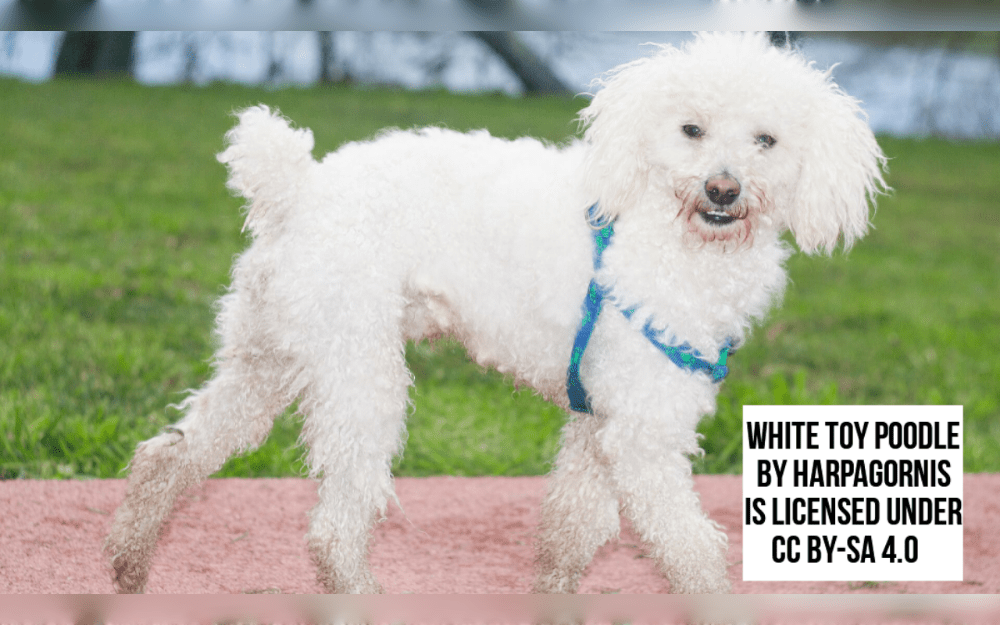 The Toy Poodle dog has a long neck and a thin muzzle. They have a large, curly coat  and comes in a range of colors, such as blues, greys, silvers, browns, apricots, and creams.