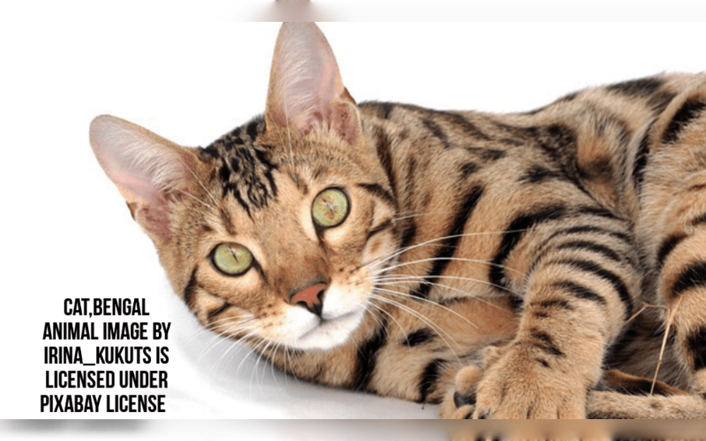 A wild cat species mixed with a domestic cat is called a hybrid cat.Although hybrids can make loving pets, they often have some wild instincts that might cause special behavioral issues.Many hybrid cats are driven to hunt.