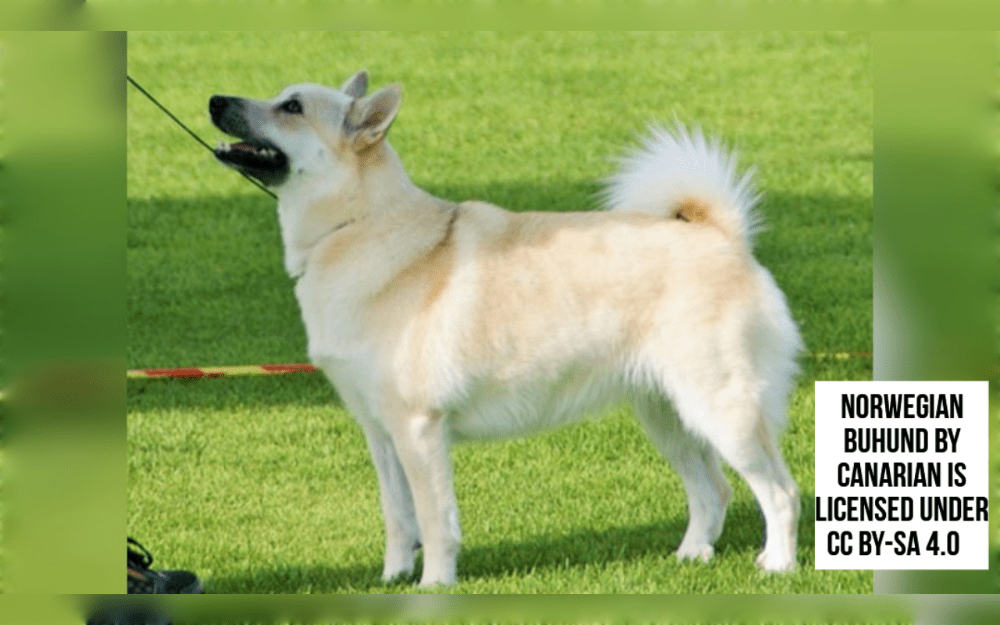 The Norwegian Buhund is the ideal family dog as it is a highly intelligent herding dog with a peasant personality. They are friendly with children and other dogs.This dog is a Spitz-style herding dog breed, square shaped with straight, sharp ears.Their tails curled over the back.