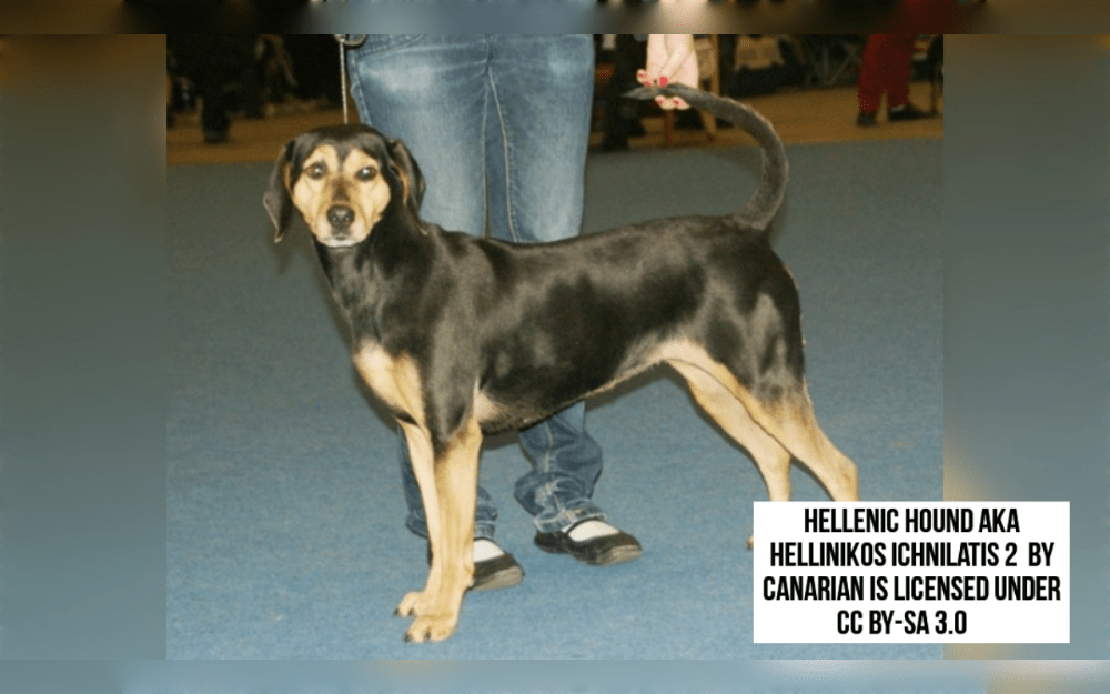 Originating in southern Greece, Hellenic Hounds also known as the Hellenikos Ichnilatis, are medium-sized dogs with a short, smooth, black and brown coat that is quite dense. They also may have a white mark on their chest. The ears are medium in length and dangle to the side of the head.