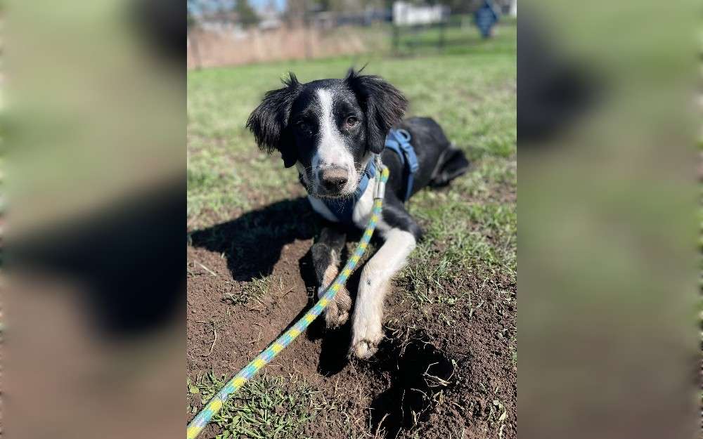 Sprollies are double-coated. The Sprollie is a medium-sized dog with a sleek body. Their top coat, which is typically smooth, short to medium in length, and has a sparse to bushy texture, is covered by a soft and dense coat underneath it.