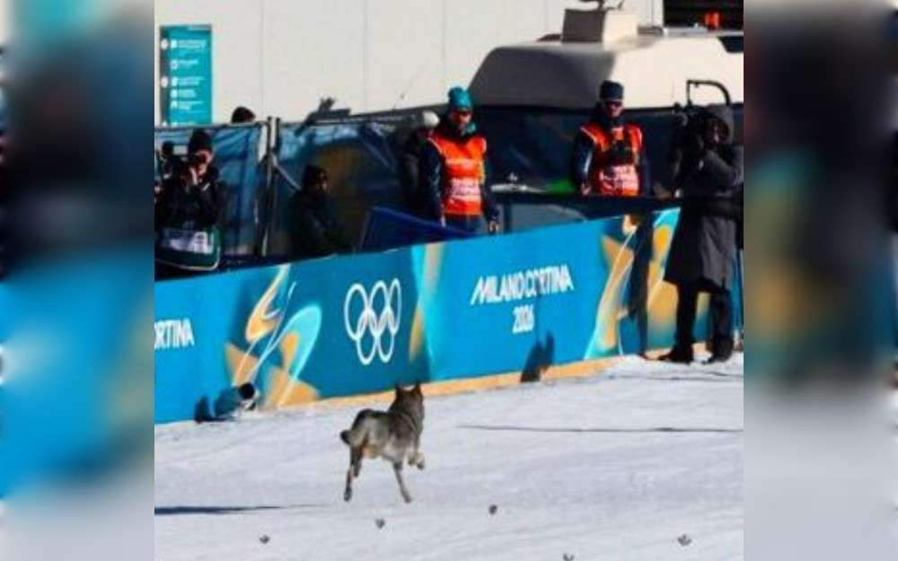 After breaking out of his dog house, a 2-year-old wolfdog named Nazgul reportedly crashed an event during the Winter Olympics in Italy and became a star.