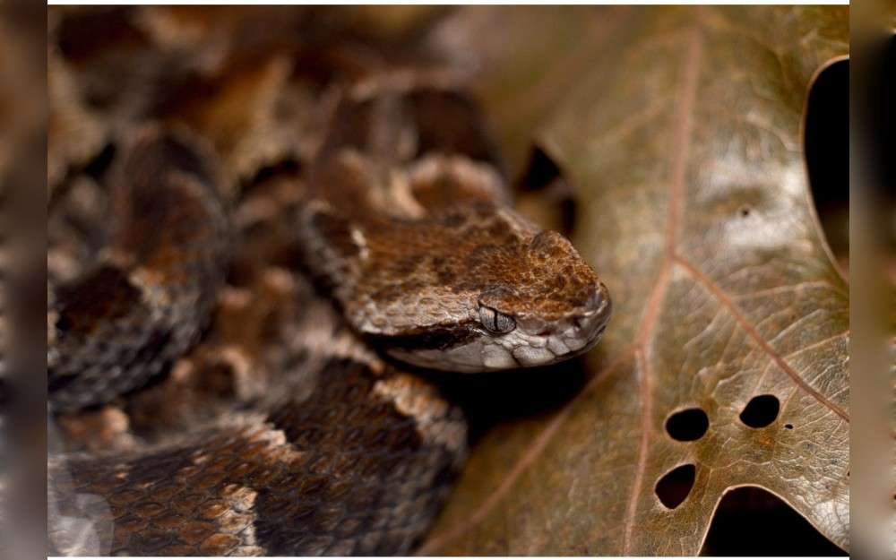 On February 24, police Bothrops jararaca the Environmental Military Police Battalion (BPMA) rescued a jararaca snake from a house in the Vale das Acácias Condominium in Sobradinho II,northeast of Brasília.The resident found the snake inside the house and called the team.