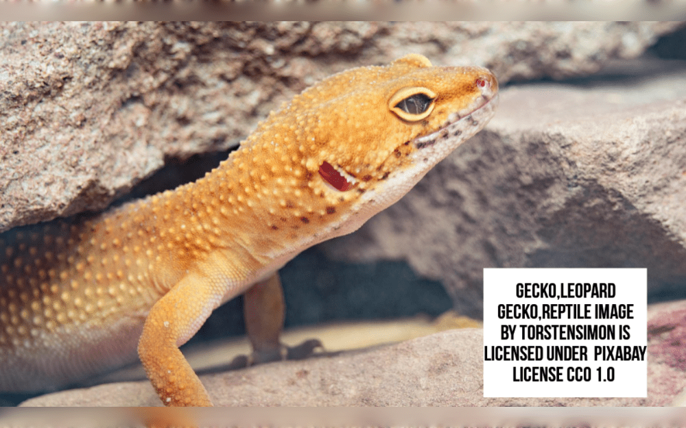 Some lizards thrive on UVB rays.A lot of typical pet lizards require very small enclosures.Several basking areas and climbing branches are necessary for some.