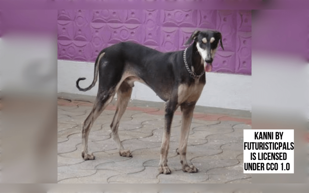 Native to the Indian state of Tamilnadu, the Kanni is a rare breed of South Indian dog.Kanni dogs have a well-muscled body and are medium in size. 