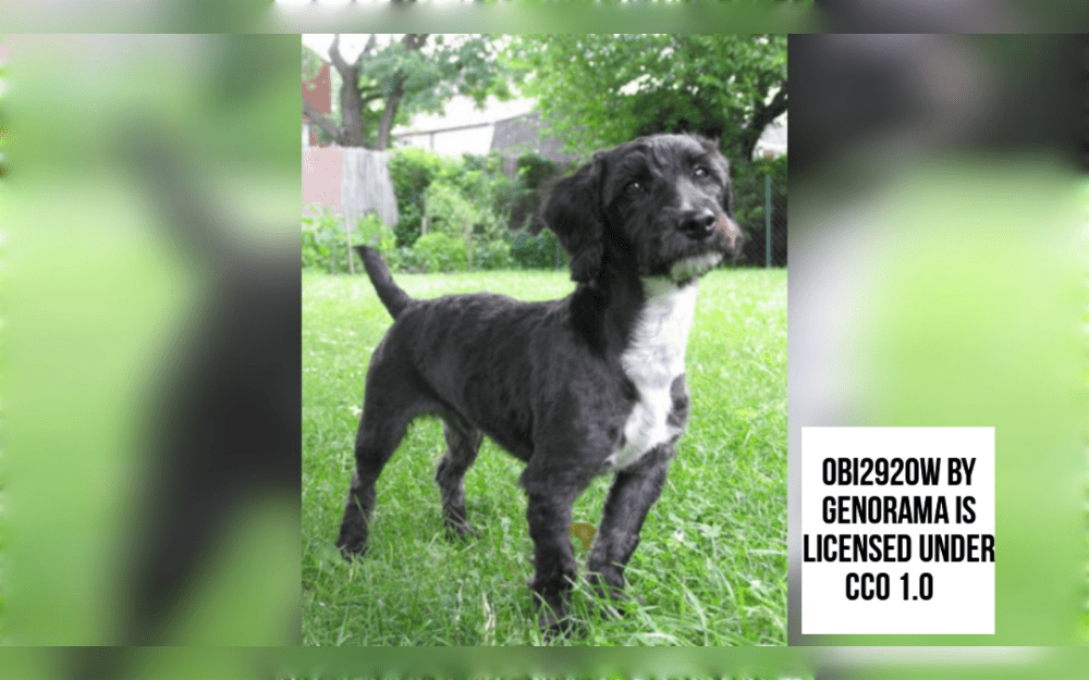 Jackapoos or Jackadoodles are a hybrid of a miniature poodle or toy poodle and a Jack Russell Terrier.The medium-length coat of a Jackapoo can be white, black, brown, gray, or blue, and it is typically curly or wavy.