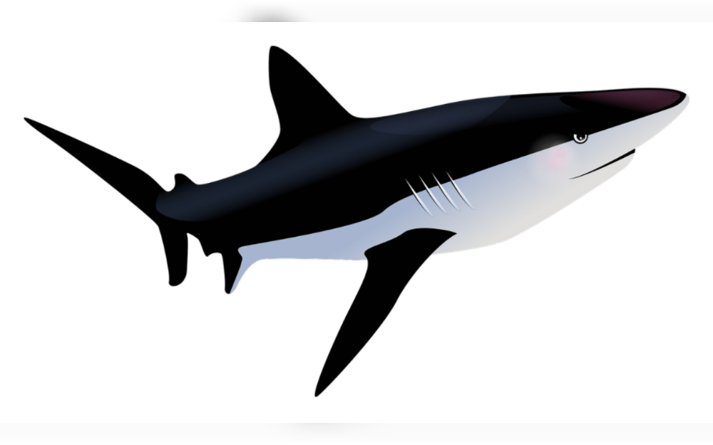 Only a few meters off the edge of an Australian beach where a "seriously attacked" dolphin carcass washed up, bull sharks were sighted.