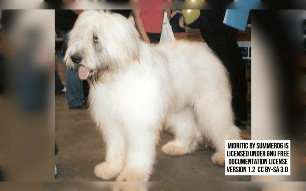 Romanian Mioritics Shepard dogs are large breeds known have been used for ages to protect livestock in their native Romania around around the Carpathian mountains.