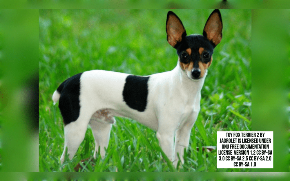 The small North American dog breed Toy Fox Terriers is known for its athletic build.The coats of Toy Fox Terriers are shiny and smooth.White, chocolate and tan, white and tan, or white and black are combinations of the white, black, and tan coat color.
