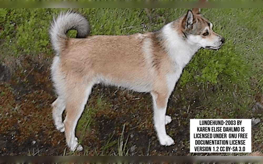 Originating in Norway, the Norwegian Lundehund is a small breed of dog that resembles a Spitz.The Norwegian Lundehund has double coats, a thicker, softer undercoat and a rougher, protective outer coat.The undercoat, which is thick and wooly.